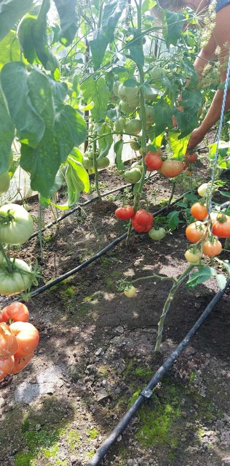 Działka rod Giżycko. Zdjęcie 7