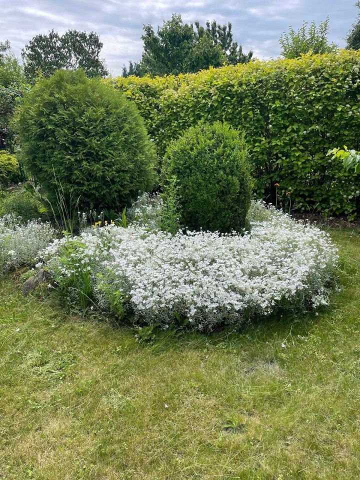 Działka rod Bytom. Zdjęcie 6