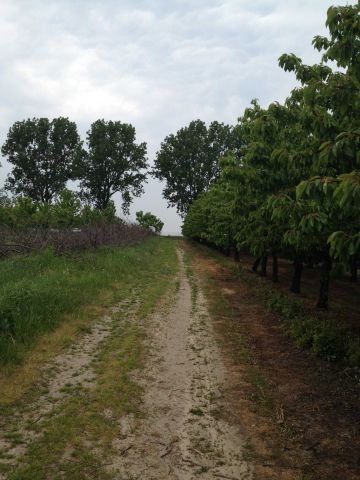 Działka rolna Kostrzyn. Zdjęcie 1