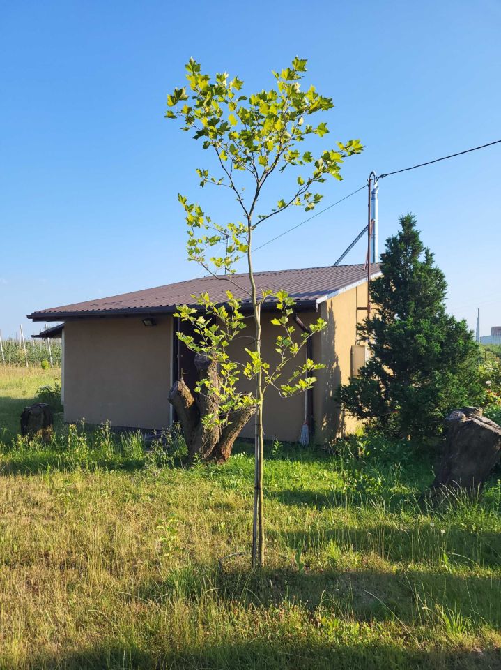 Działka budowlana Rosocha. Zdjęcie 1