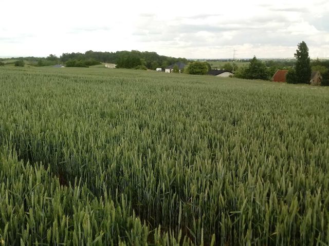 Działka budowlana Nowa Wieś Malborska. Zdjęcie 1