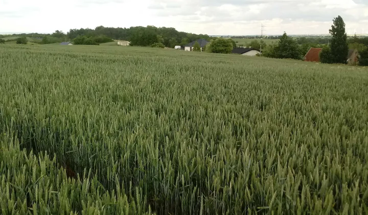 Działka budowlana Nowa Wieś Malborska