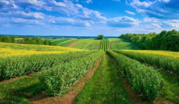 Działka rolna Feliksówka