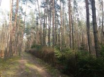 Działka leśna Władysławów, ul. Brzozowa. Zdjęcie 4