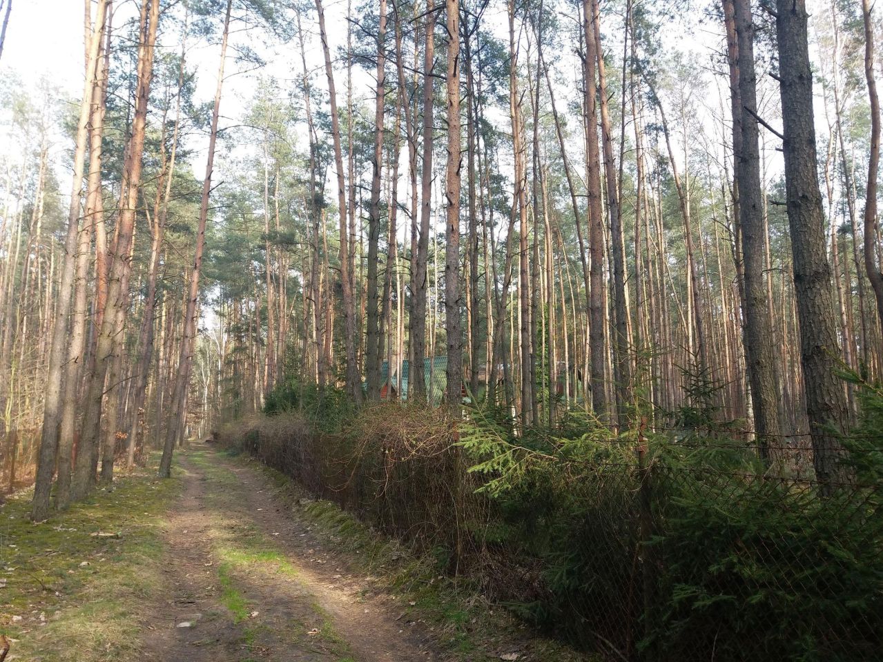 Działka leśna Władysławów, ul. Brzozowa. Zdjęcie 5
