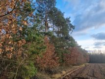 Działka leśna Omięciny. Zdjęcie 3