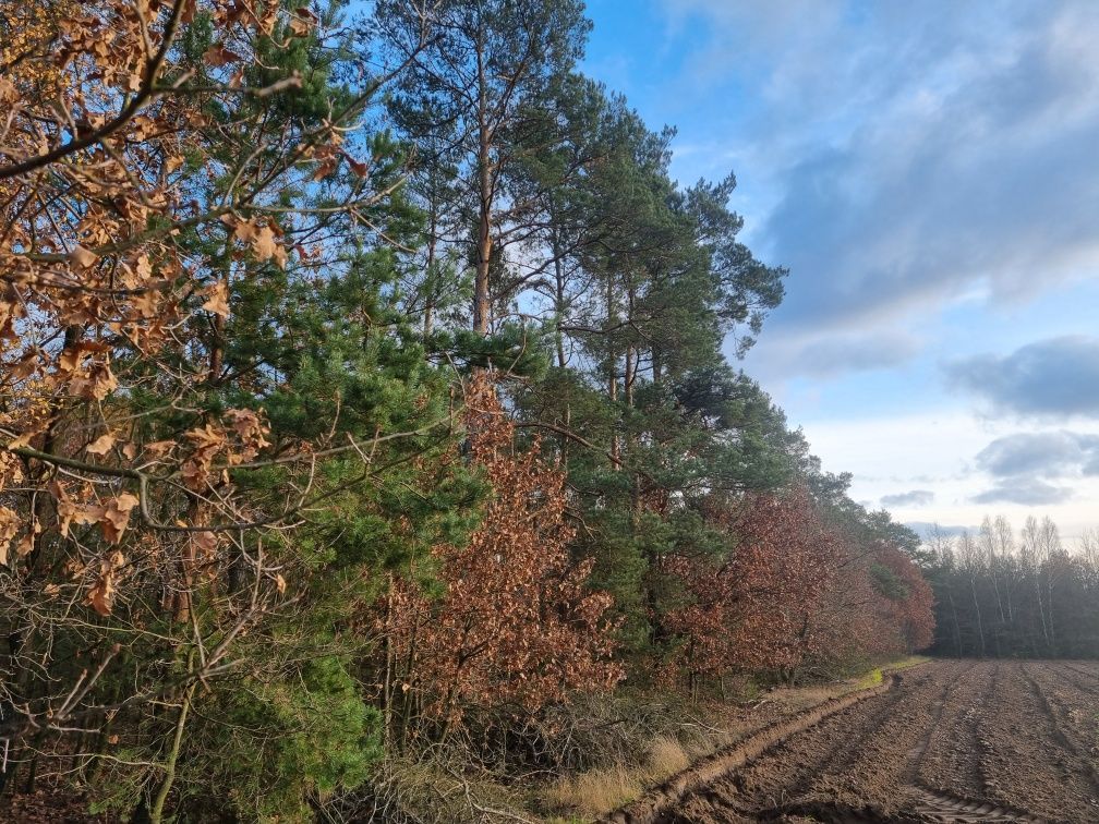 Działka leśna Omięciny. Zdjęcie 4