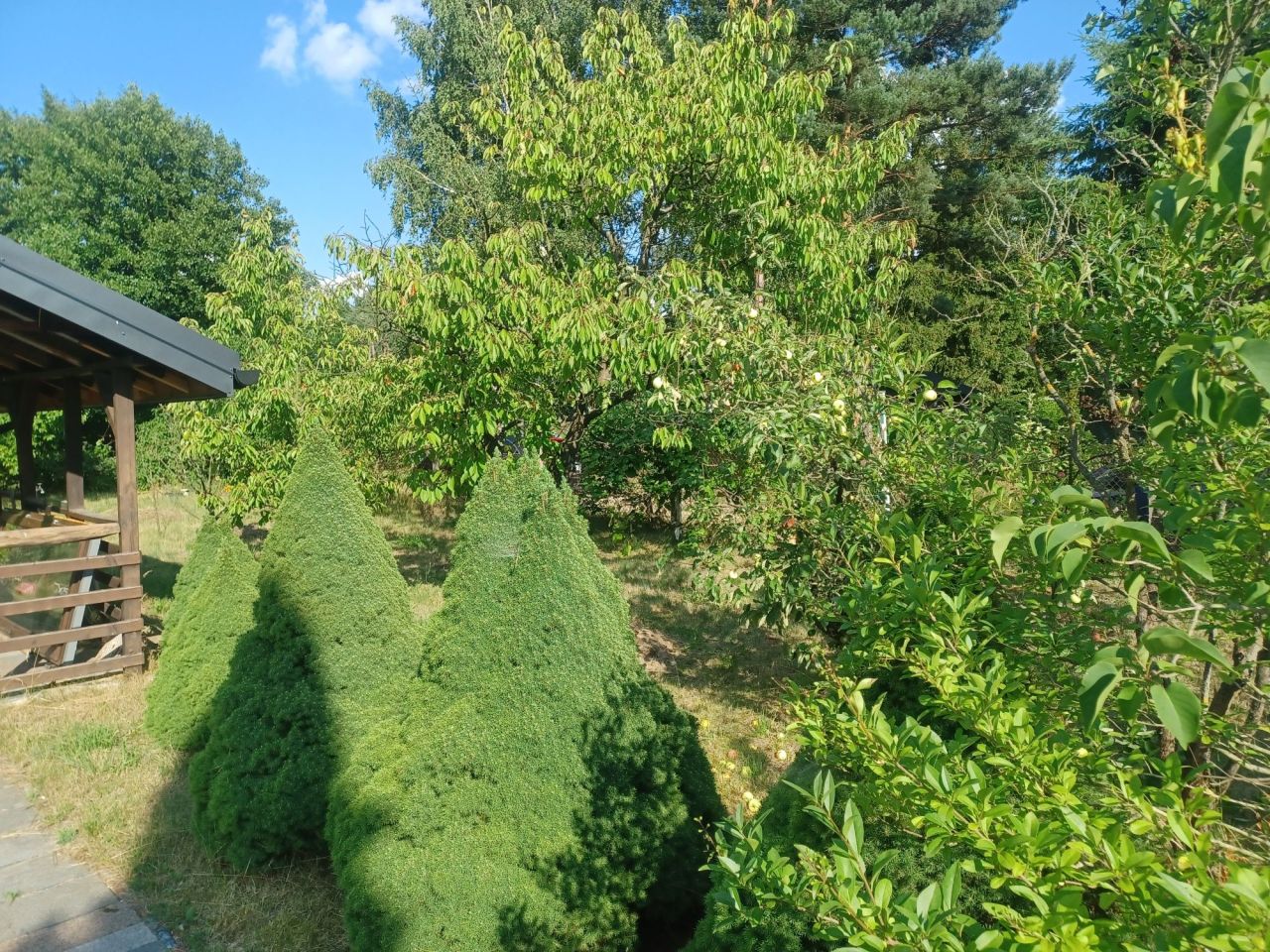 Działka rekreacyjna Chojne. Zdjęcie 8