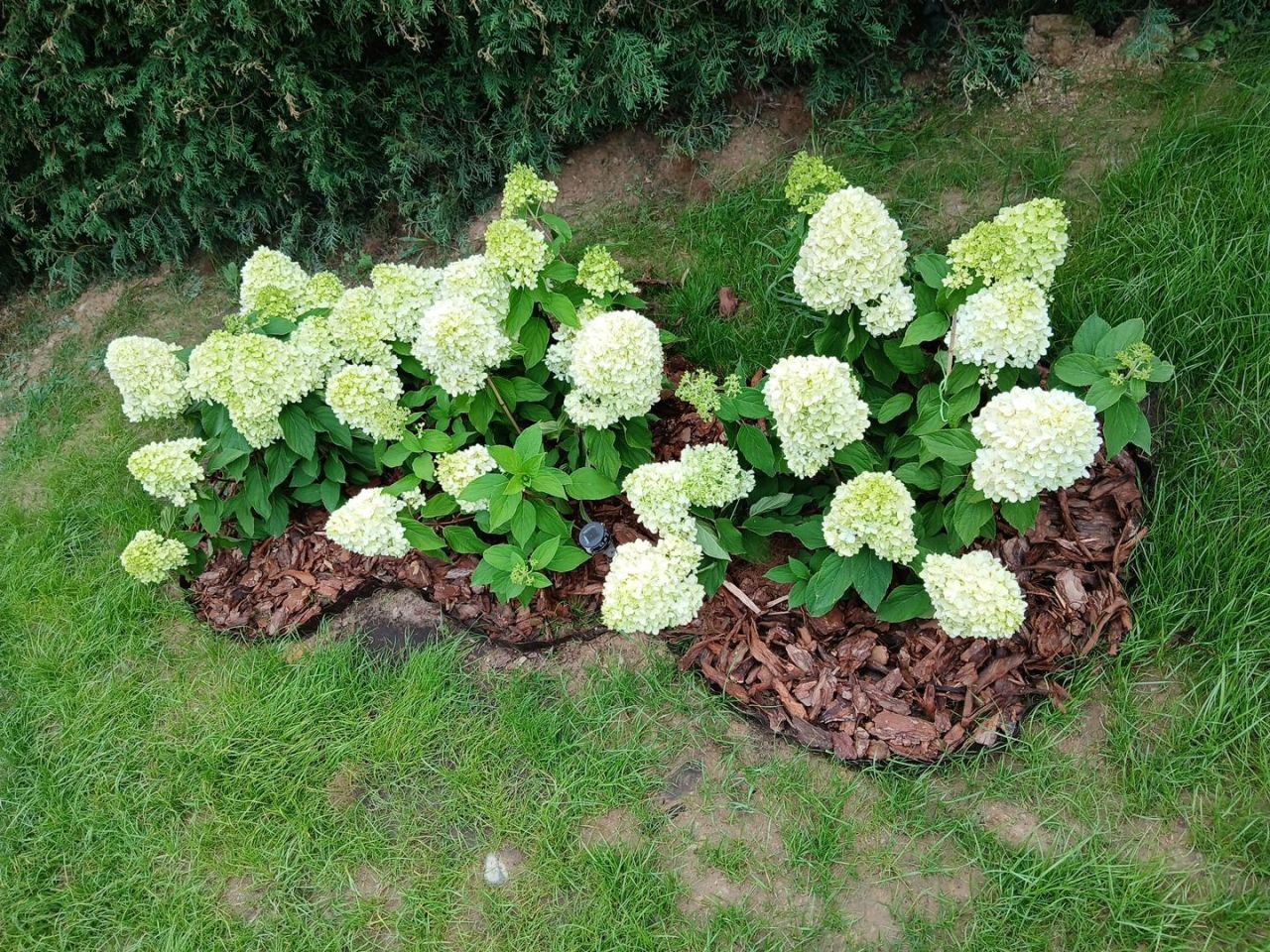 Działka rod Stefanowo, ul. Ułanów. Zdjęcie 2