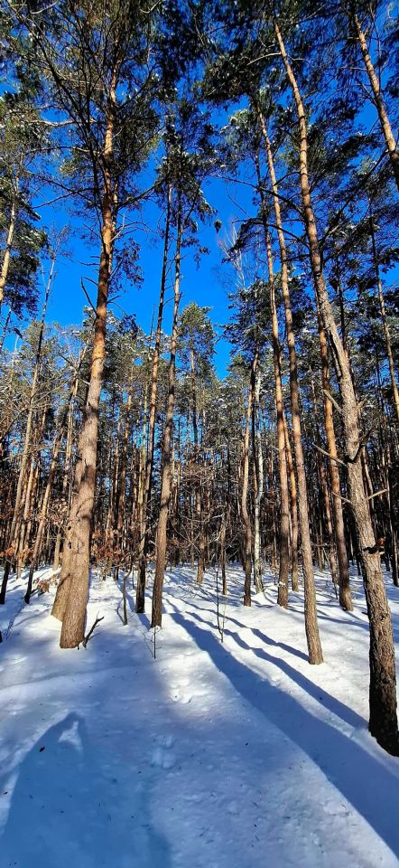 Działka rekreacyjna Laski. Zdjęcie 5