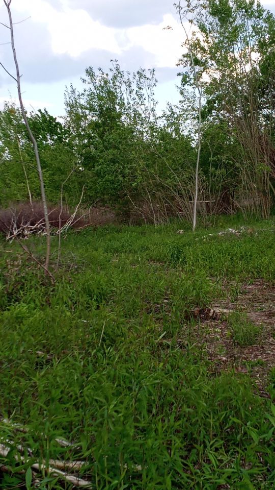 Działka rolno-budowlana Żarnów. Zdjęcie 3