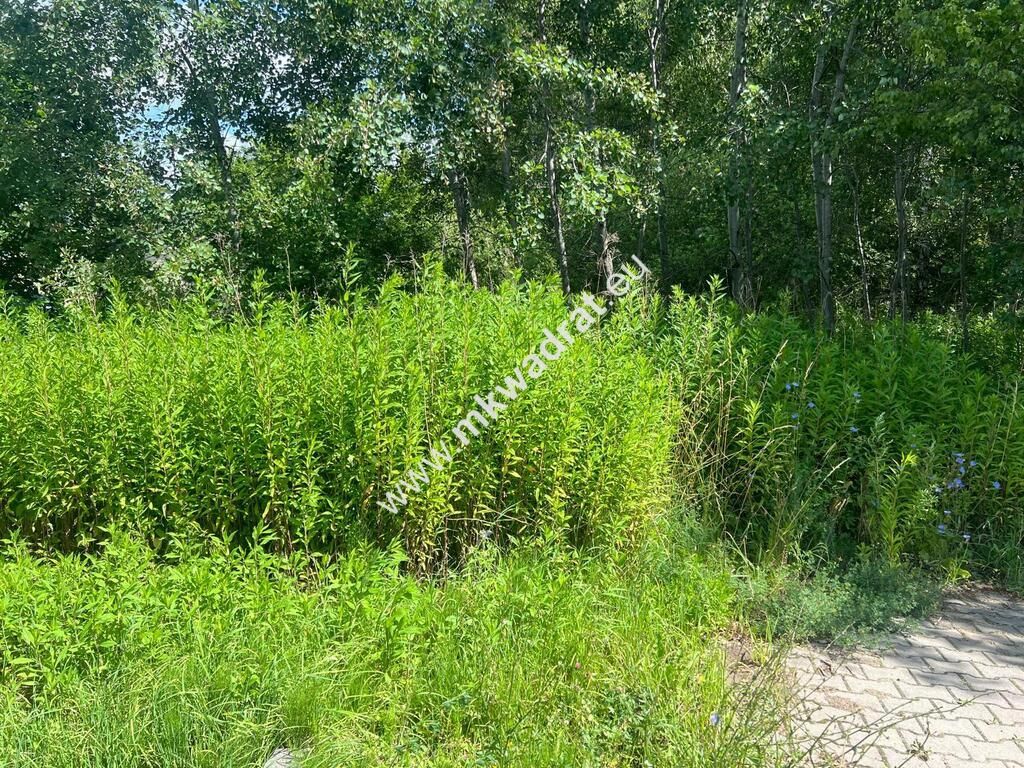 Działka budowlana Radonie. Zdjęcie 2