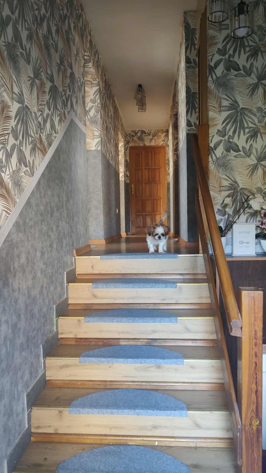 dom wolnostojący, 7 pokoi Wróblowice, ul. Lutyńska. Zdjęcie 15