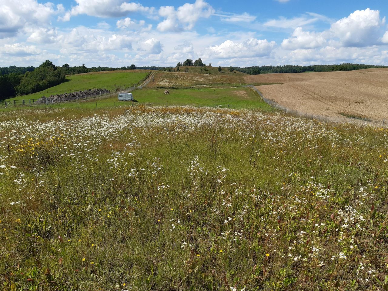 Działka rolno-budowlana Rogale. Zdjęcie 6