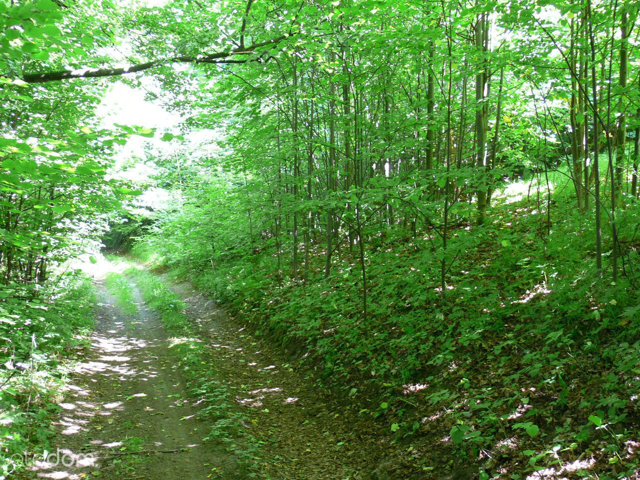 Działka rolna Siedlęcin. Zdjęcie 8