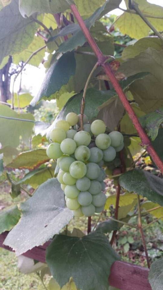 Działka rekreacyjna Wrocław Psie Pole, ul. Jugosłowiańska