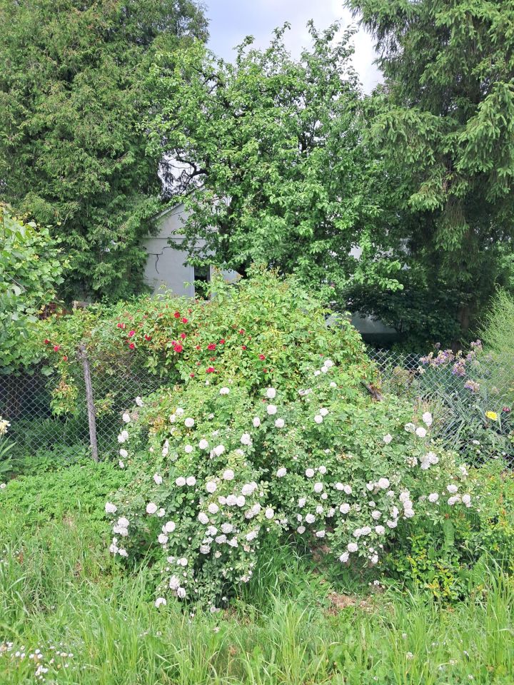 gospodarstwo, 2 pokoje Orchowiec. Zdjęcie 18