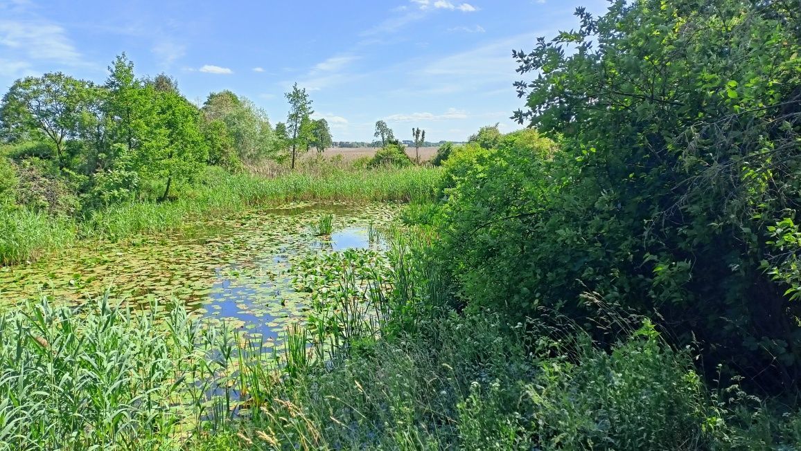 Działka budowlana Izbiszcze. Zdjęcie 4