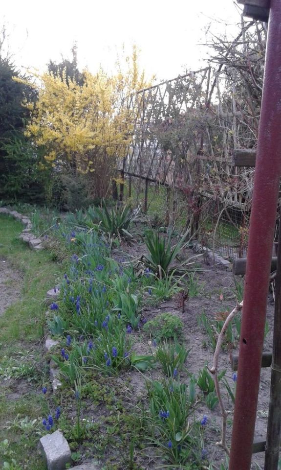 Działka rekreacyjna Stargard. Zdjęcie 8