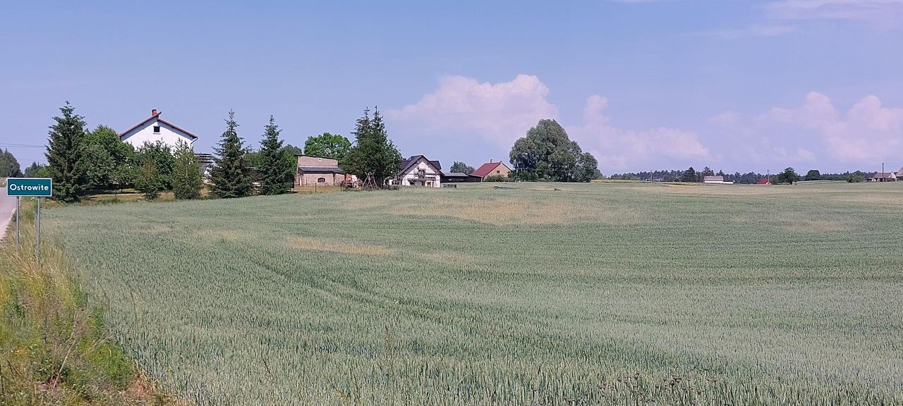 Działka rolna Ostrowite. Zdjęcie 6