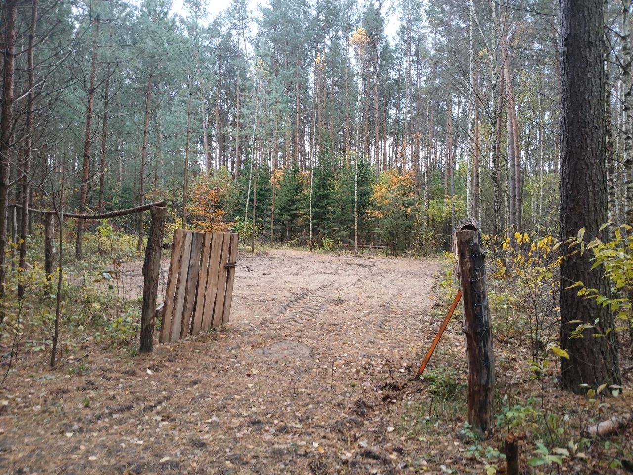 Działka leśna Jankowo-Młodzianowo. Zdjęcie 2
