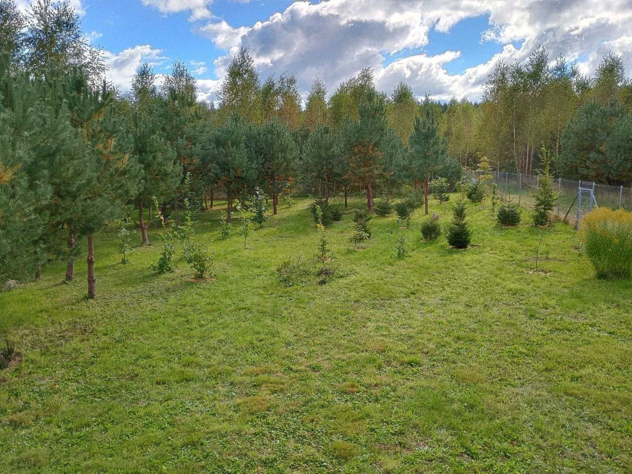 Działka rekreacyjna Drwęck. Zdjęcie 6