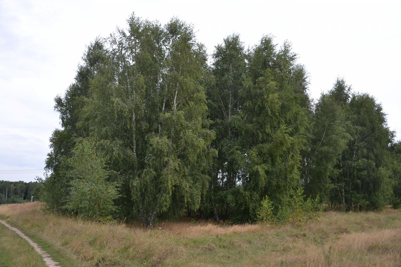 Działka budowlana Nekielka, ul. Konwaliowa. Zdjęcie 8