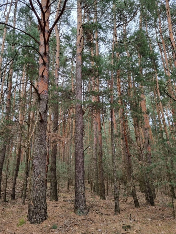 Działka leśna Pcin. Zdjęcie 3