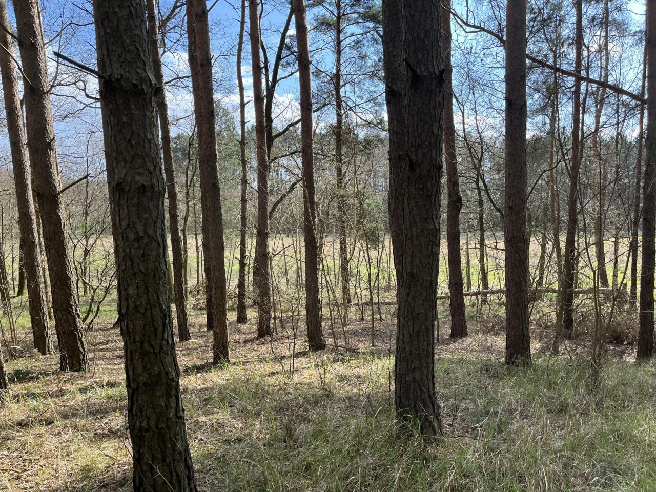 Działka leśna Wola Wężykowa. Zdjęcie 4