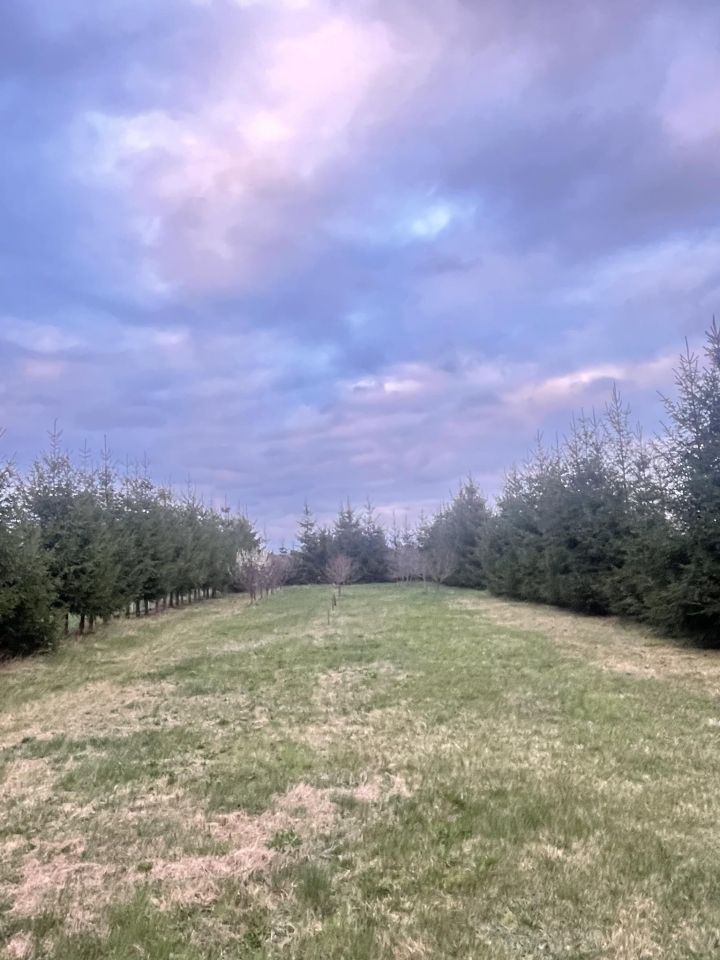 Działka budowlana Całowanie. Zdjęcie 2