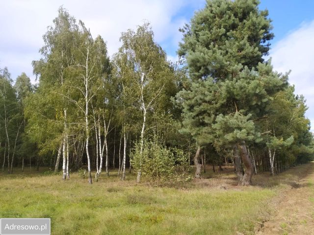 Działka leśna Dąbrowice. Zdjęcie 1