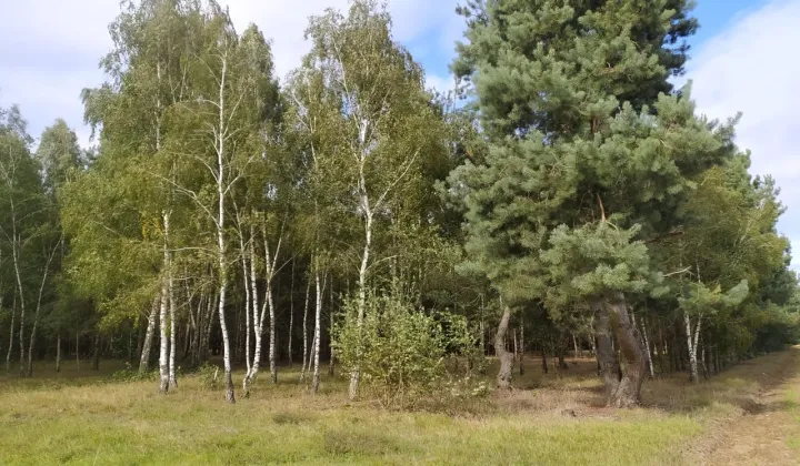 Działka leśna Dąbrowice