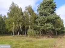 Działka leśna Dąbrowice