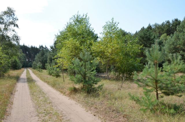 Działka siedliskowa Wrzeszczyna. Zdjęcie 1