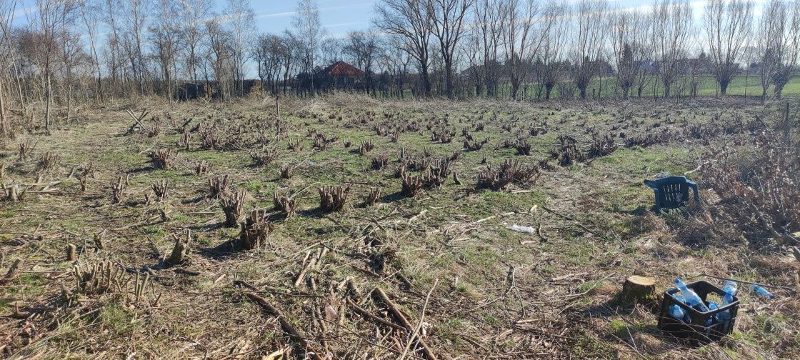 Działka budowlana Przybroda. Zdjęcie 4