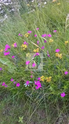 Działka budowlana Baszkówka. Zdjęcie 1