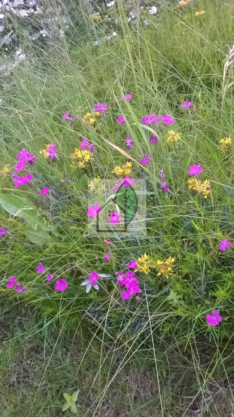 Działka budowlana Baszkówka. Zdjęcie 1