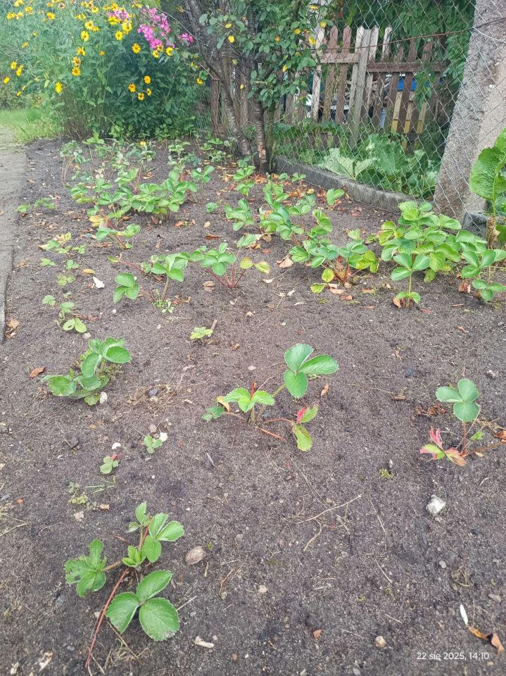 Działka rod Wejherowo, ul. Nadrzeczna. Zdjęcie 8