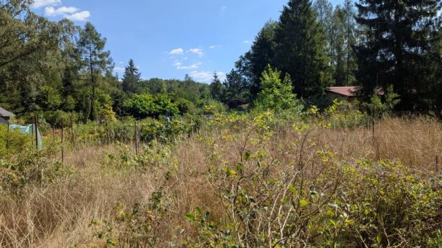 Działka rolna Chojnów. Zdjęcie 6