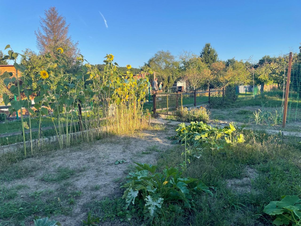 Działka rod Wrocław Stabłowice, ul. Górecka. Zdjęcie 4