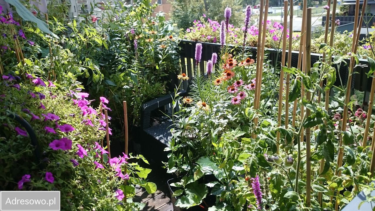 Mieszkanie 2-pokojowe Warszawa Żerań, ul. Anastazego Kowalczyka. Zdjęcie 16