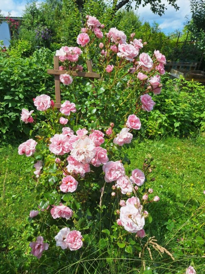 Działka rod Krosno. Zdjęcie 5