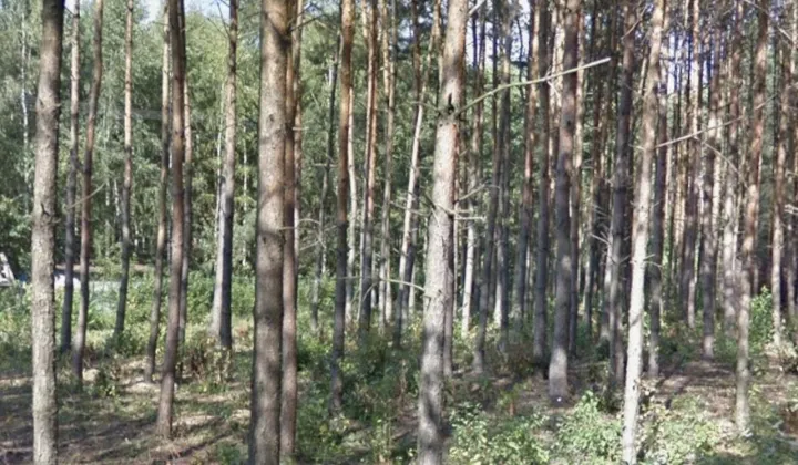 Działka rekreacyjna Huta Dłutowska, ul. Zagajnikowa