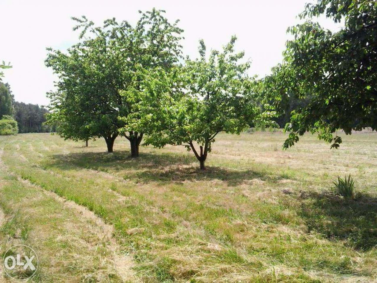 Działka rolna Redlanka. Zdjęcie 4