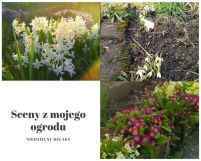 Działka rod Gdynia Mały Kack, ul. Spokojna. Zdjęcie 2