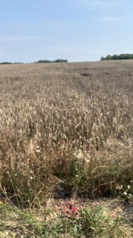 Działka rolno-budowlana Sierosławice Za Wiśniną, ul. Skalna. Zdjęcie 7