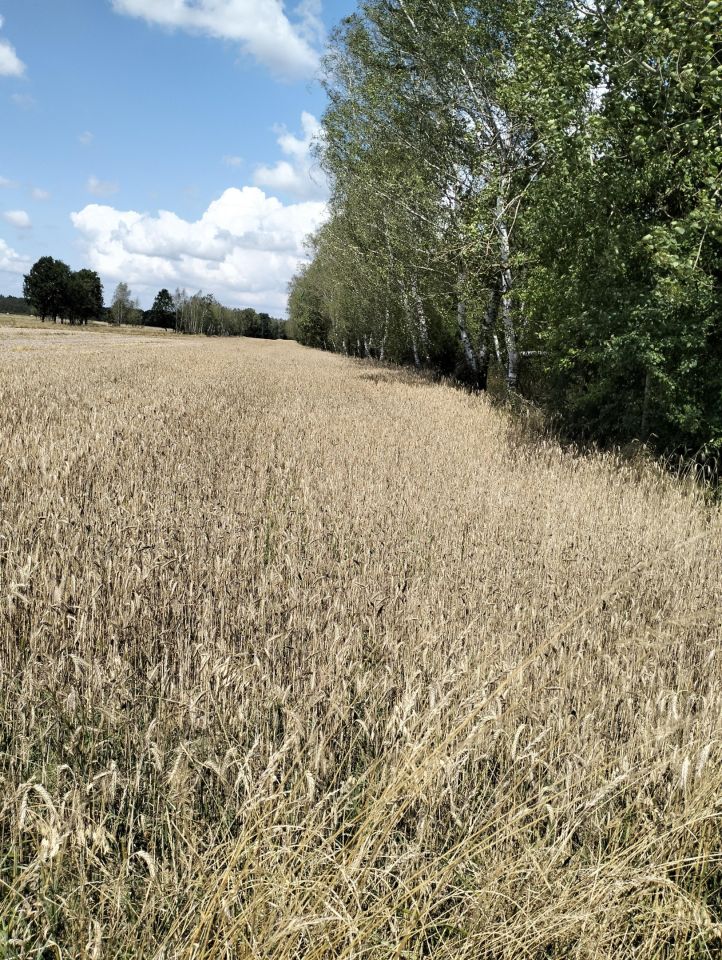 Działka rolna Marianówka. Zdjęcie 4