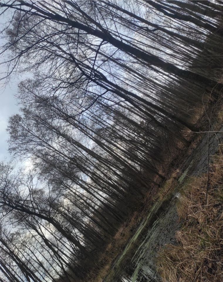 Działka leśna Archutowo. Zdjęcie 6