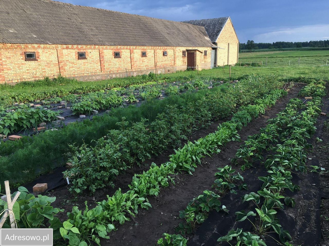 siedlisko, 5 pokoi Rzędziany. Zdjęcie 5