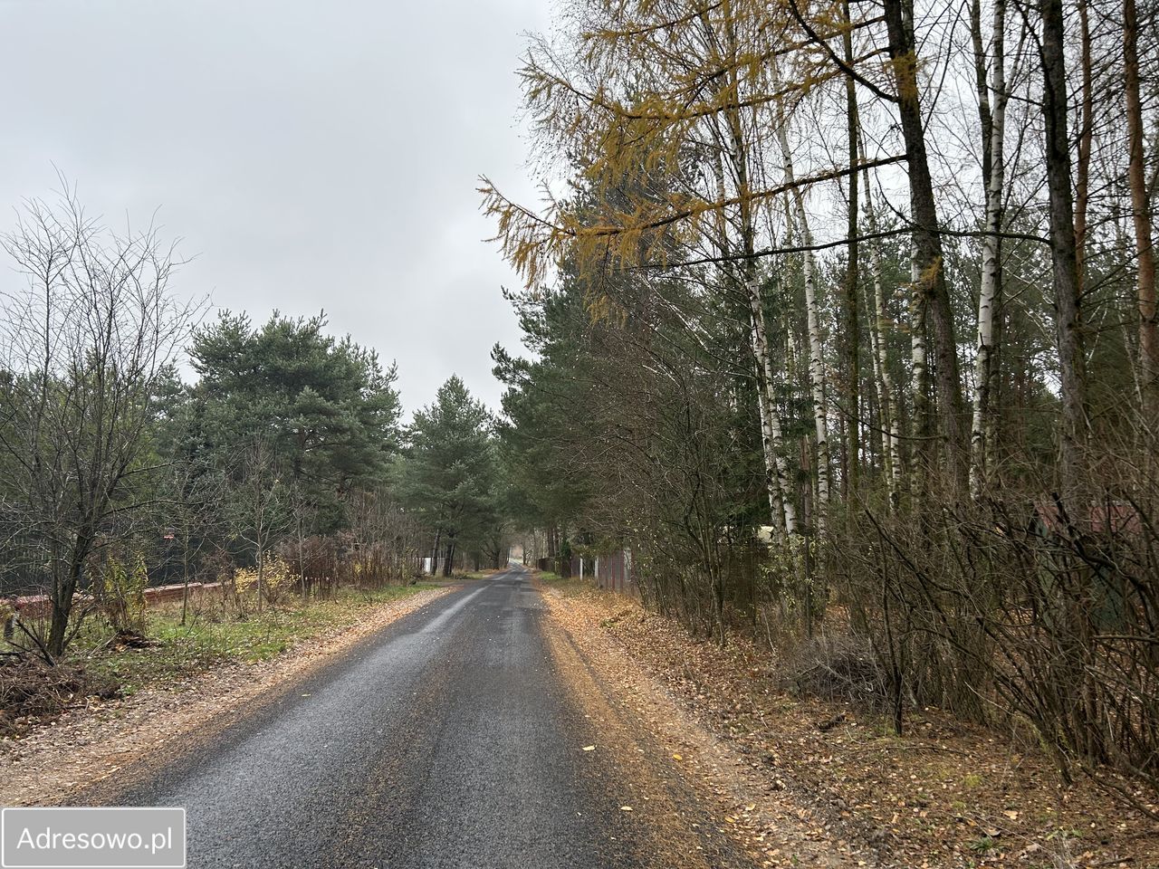 Działka leśna Adamów-Wieś, ul. Kaliny. Zdjęcie 11